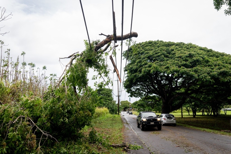 A large tree branch is draped over power lines in Haleʻiwa after Lala passed south of Oʻahu August 16, 2026. (Craig Fujii/Civil Beat/2026)