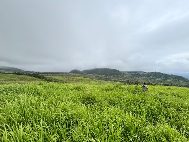 Hawaiʻi Ranchers Welcome Rain But Endure Weather Whiplash