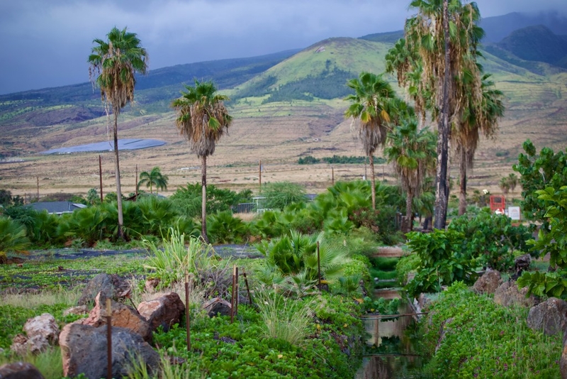 Oʻahu Voters Could Give Native Hawaiians More Sway In The City