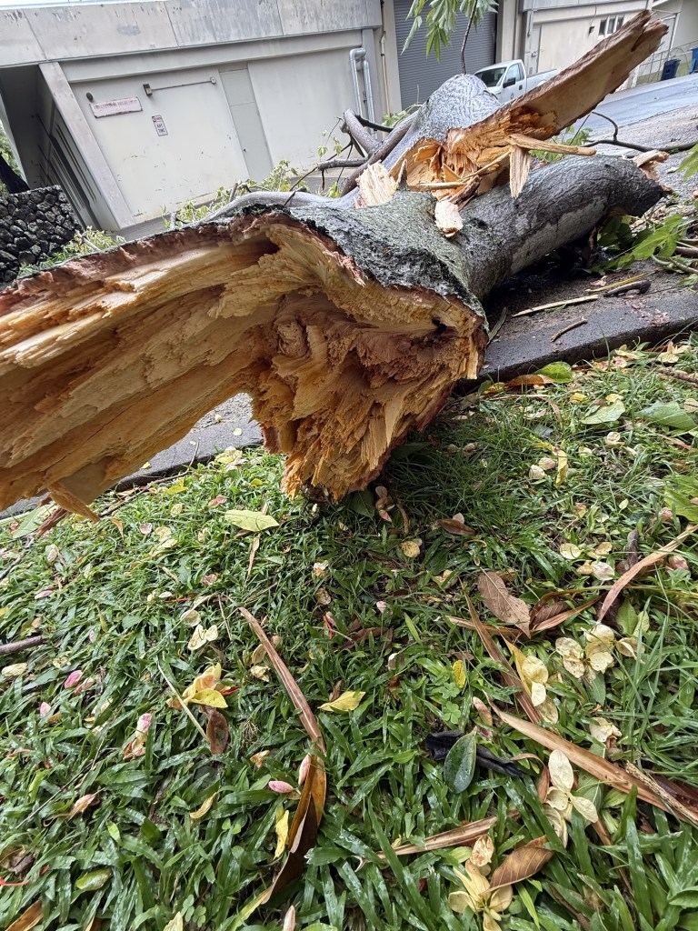 Trees were splintered like broken pencils on the University of Hawaiʻi at Mānoa campus.