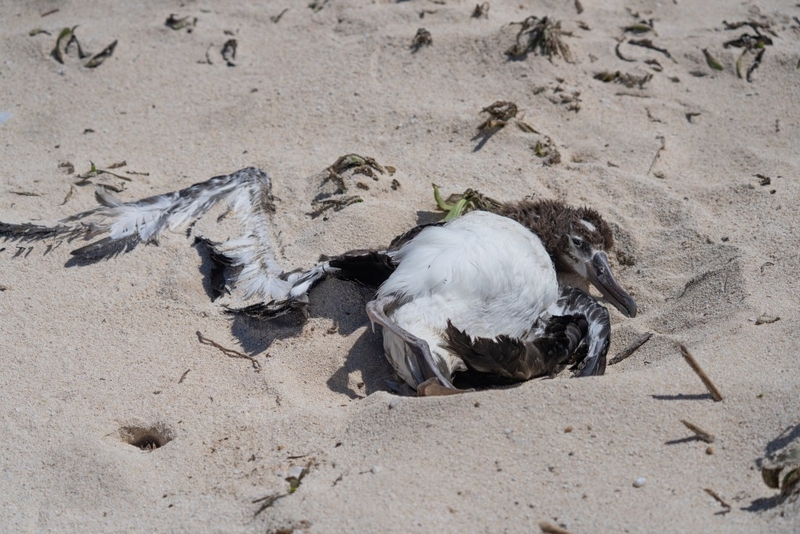 Rare Hawaiian Birds Weather Hurricane Lala But More Storms Loom