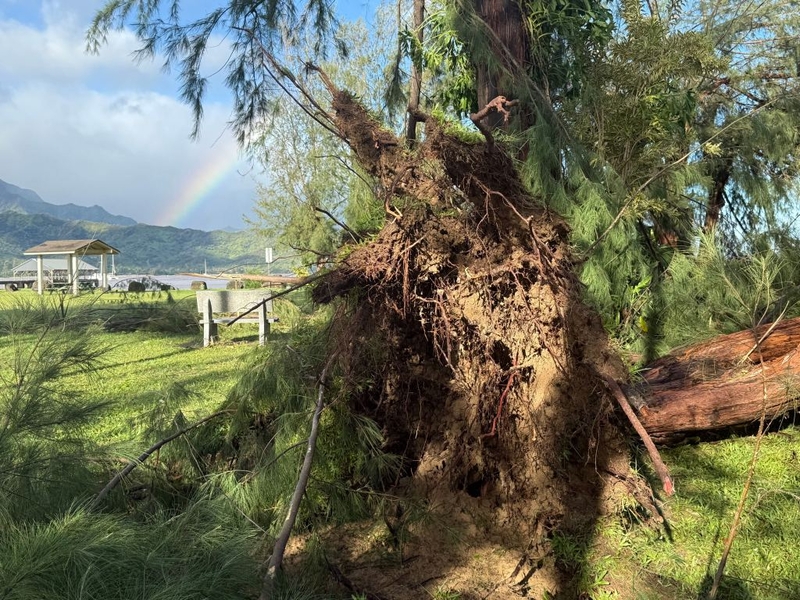 Hurricane Lowell uprooted trees in Hanalei on the North Shore of Kauaʻi on Monday night. (Courtesy: Joel Guy/2026)