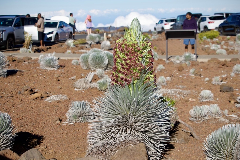 Haleakalā is home to numerous endangered or threatened species, including a species of silversword that does not grow anywhere else in the world. (Erin Nolan/Civil Beat/2026)