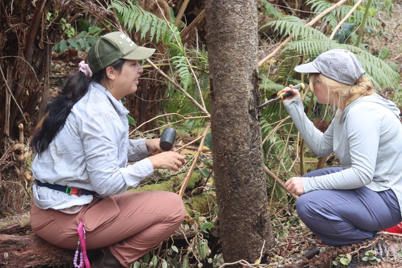 Forestry Service Reverses Course, Plans To Keep Critical Big Island Hub Open