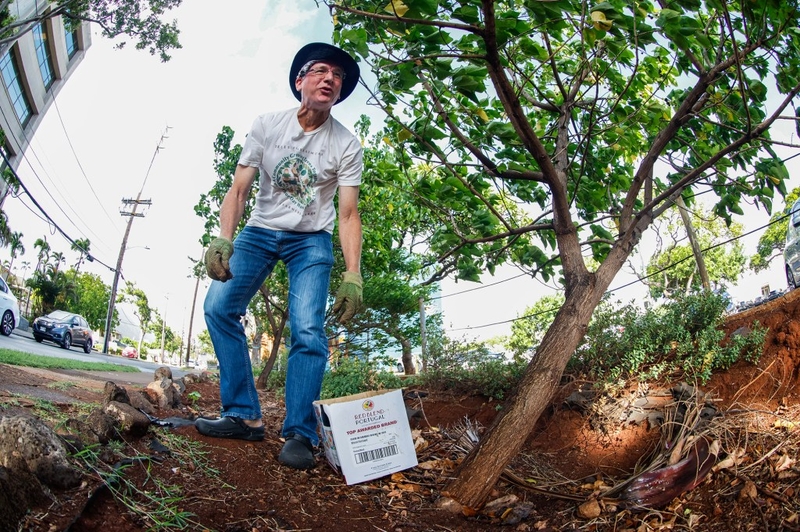 Oʻahu’s Shade Trees Could Take Decades To Grow Back After Storms