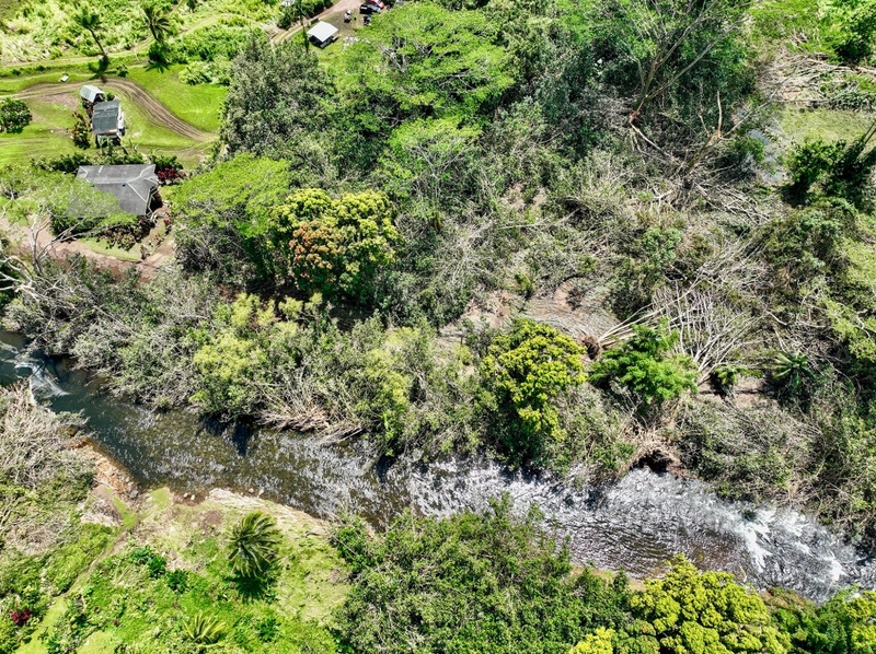 These Trees Wreaked Havoc During Storms. Hawaiʻi Is Fed Up