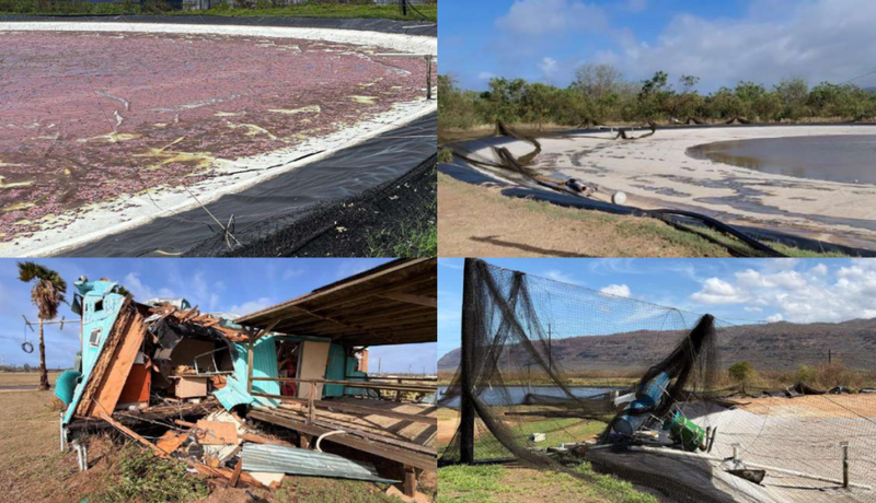 Kaua‘i Shrimp’s farm on the Mānā Plain got battered by Hurricane Lowell. From top right and moving clockwise: a loss of 80,000 pounds of live shrimp, damaged pond liners, torn down bird netting and collapsed structures.