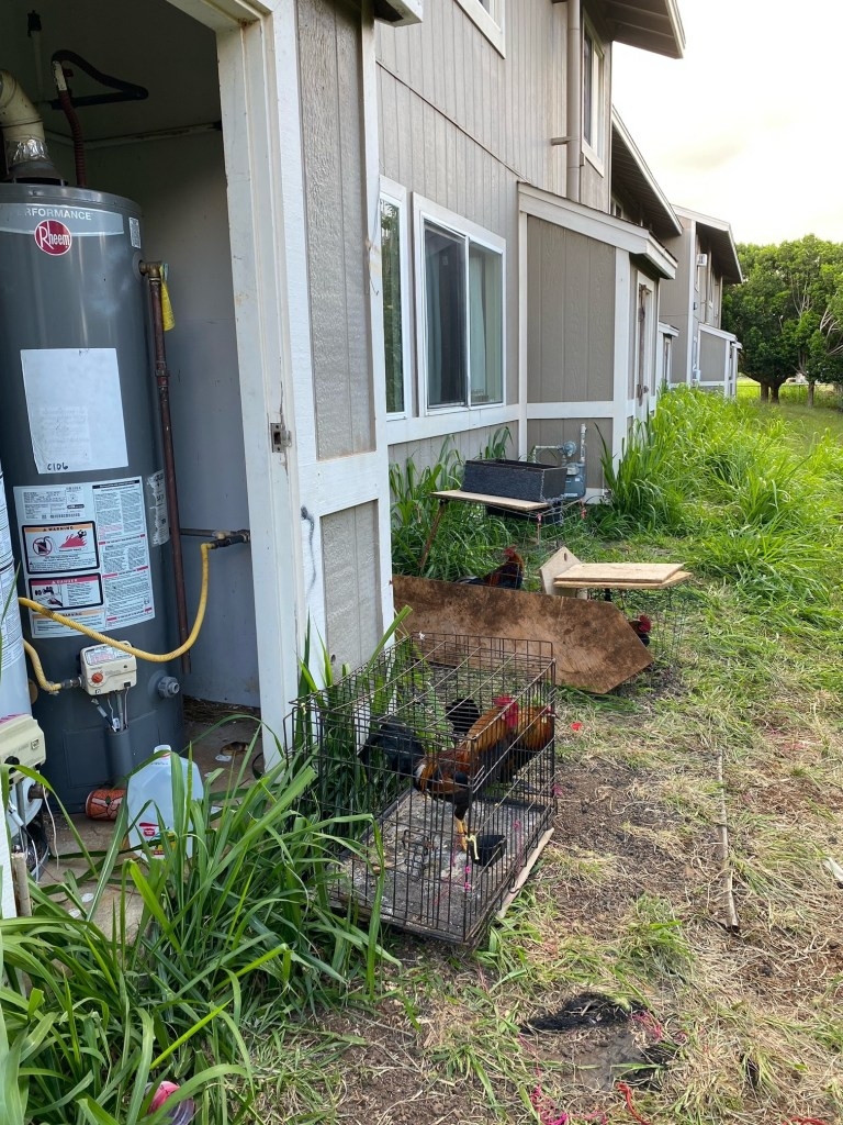 Three roosters kept in black cages behind one of the buildings at the Kawailehua public housing complex.