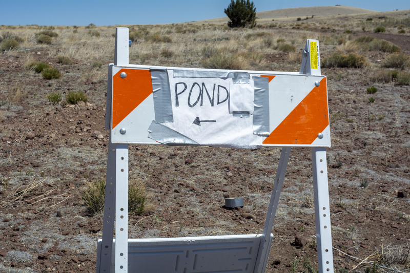 The tiny frog that could: How Arizona is pulling a threatened species back from the edge