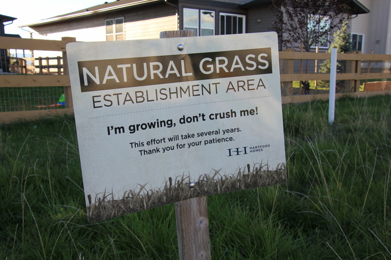 How bluegrass lawns became the default for homeowners associations