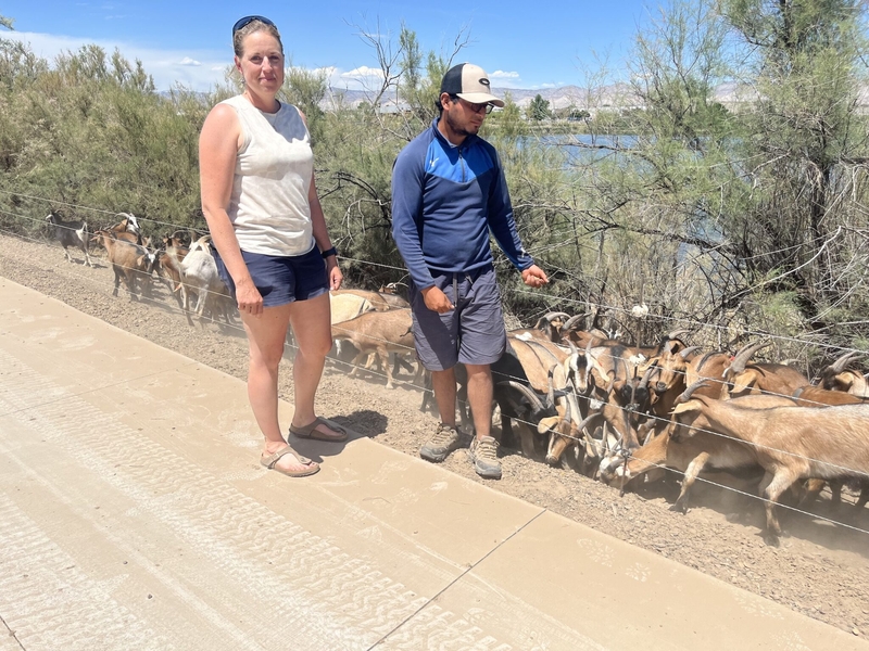 Herd mentality: Goats deployed by some Colorado cities for better environmental results