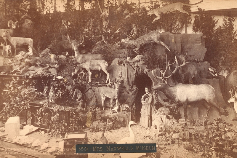 A Rocky Mountain diorama represented Colorado at the 1876 Centennial Expo