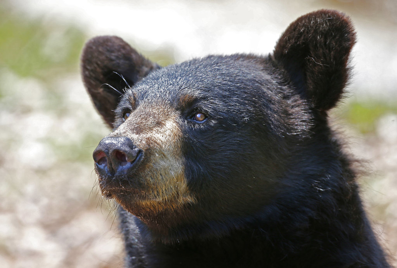 On CT bear hunt, Lamont and Fazio find common ground