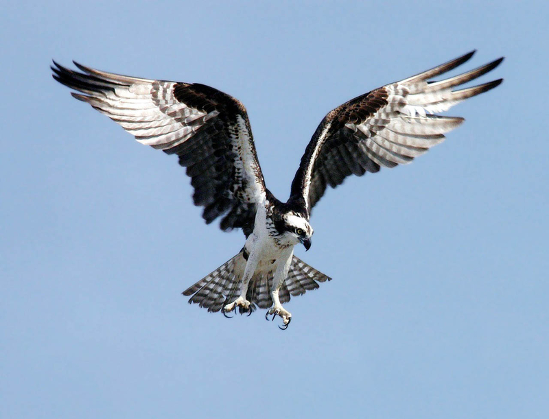 This Newport symposium is for the birds