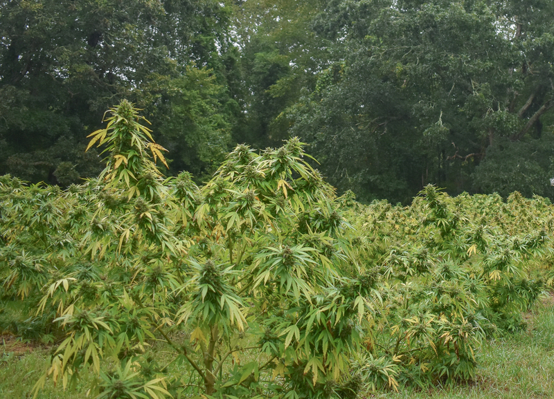 Over 60% of social equity applicants disqualified during screening for cannabis retail license