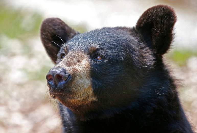 On Connecticut bear hunt, Gov. Lamont and GOP challenger Fazio find common ground