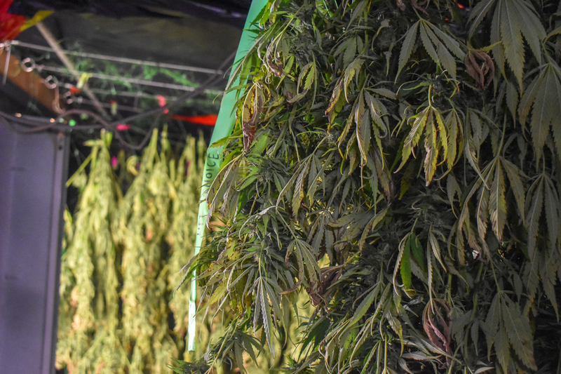 The end is near for US hemp THC market. But uncertainty continues for Rhode Island growers.