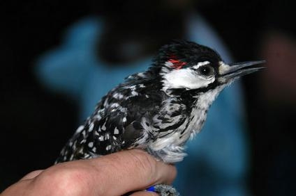 Trump admin’s endangered species rule change could leave Georgia’s wild places unprotected
