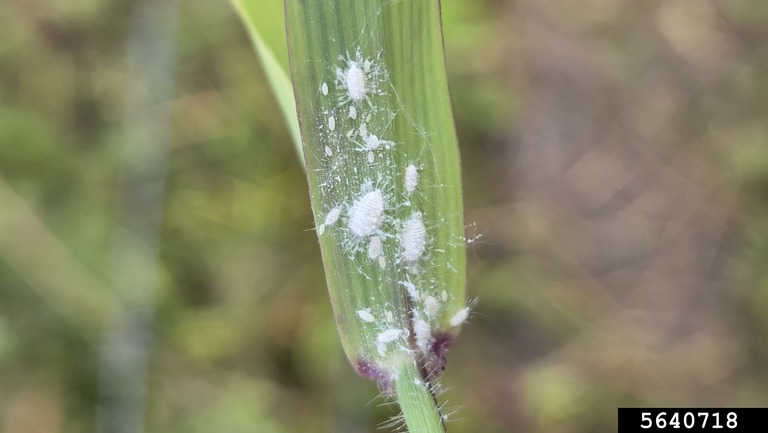 New invasive insect poses ‘serious threat’ to Georgia farmers&nbsp;