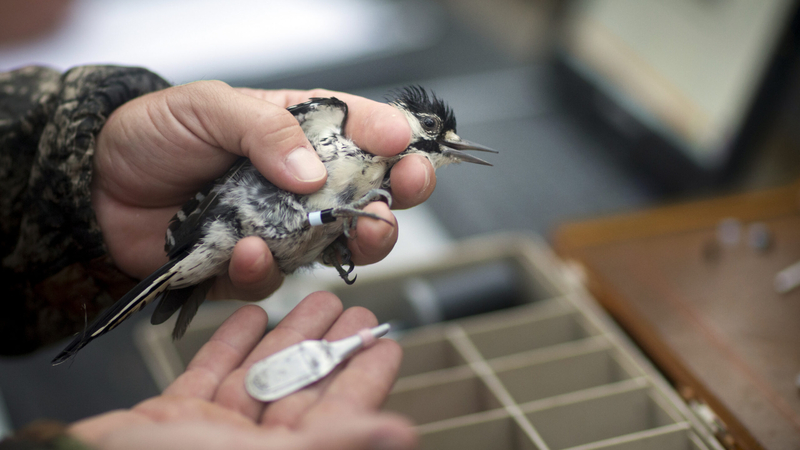 How Trump’s gutting of the Endangered Species Act could hurt three iconic Georgia species