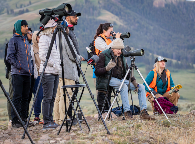 Wolf expert Rick McIntyre, center, and other wolf watchers observe a wolf den through their telescopes