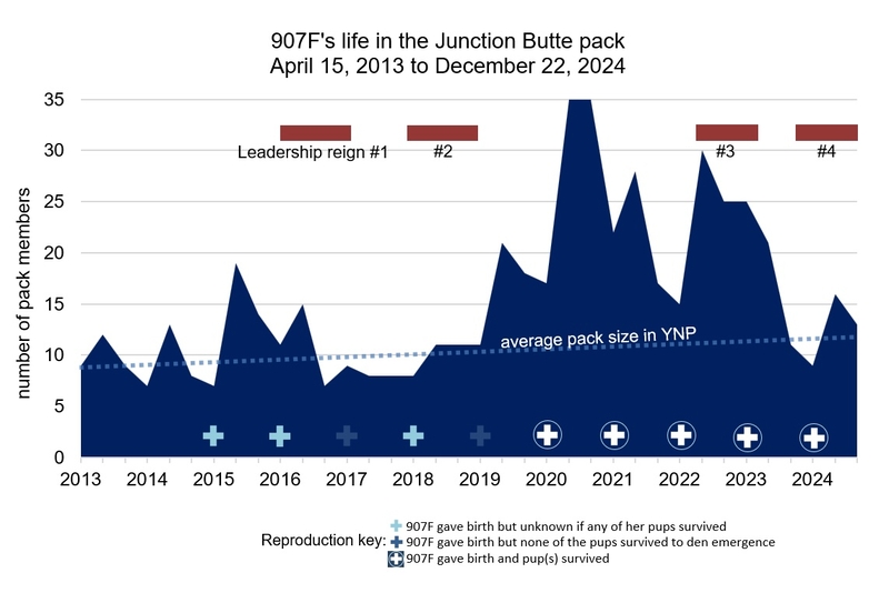 Yellowstone wolf 907 timeline