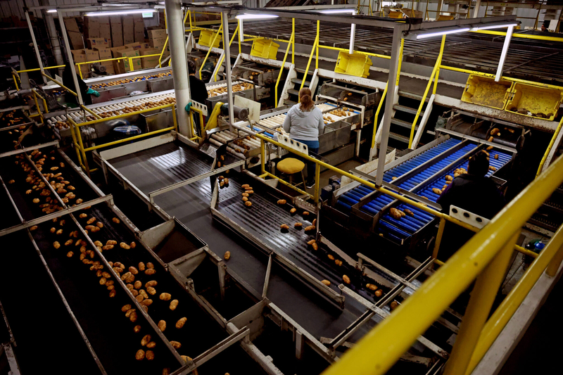 Rigby Produce workers monitor potatoes