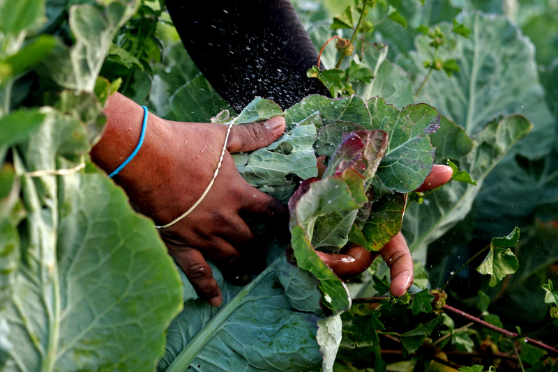 A farmworker stretches a rubber band around cauliflower leaves to prepare the plant for harvest