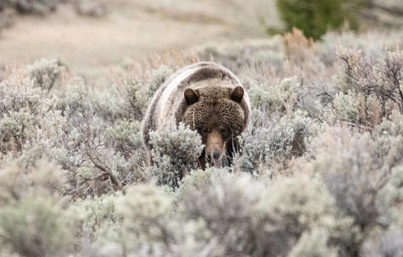 A grizzly bear at Yellowstone's Soda Butte Creek