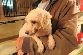 Puppy mill update: Iowa still leads the nation in both violators and citations