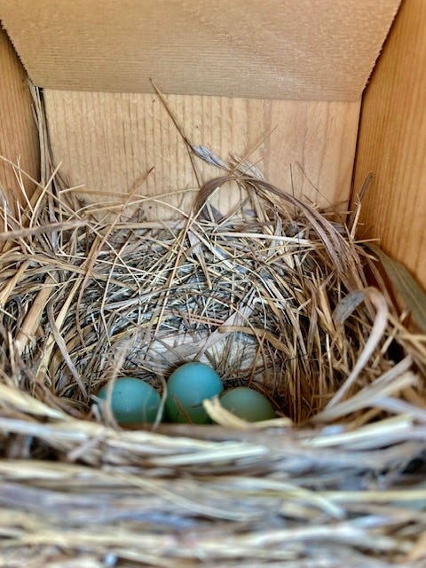 Bringing back the bluebirds