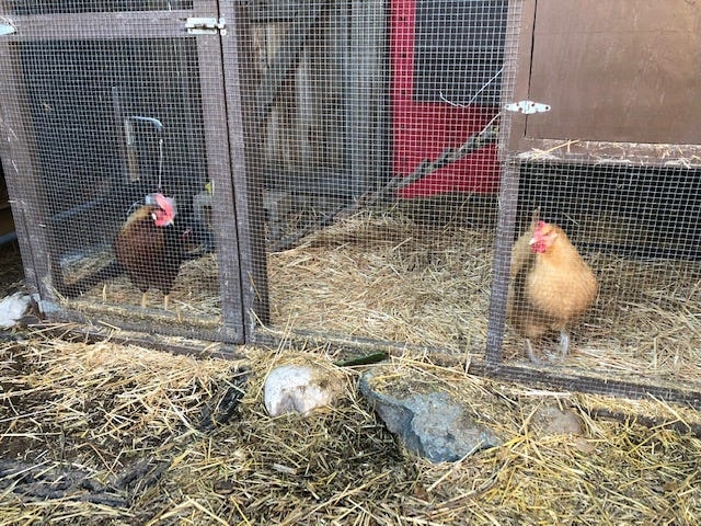 Neighbors and city policymakers cry fowl about backyard chickens