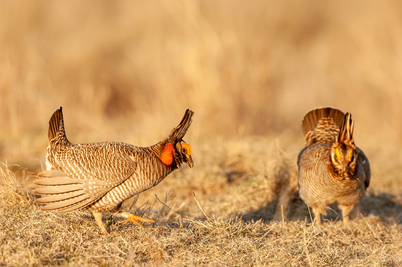 Lesser prairie chicken perform dancing