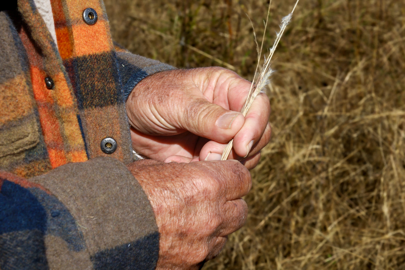 Bill Sproul examines bluestem grass on his ranch in the Flint Hills.