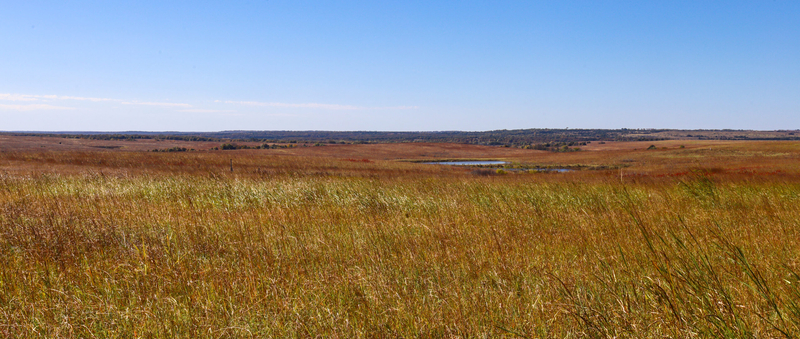 Flint Hills rancher Bill Sproul manages cattle on his property according to principles of regenerative grazing, and has seen an increase in plant species rarely found outside of healthy, high-quality prairie.