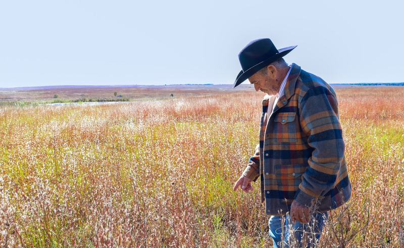 Flint Hills rancher Bill Sproul examines sericea lespedeza plants on his property.