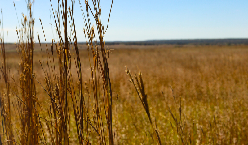 Native grasslands across the Great Plains evolved in large part because of the ecological disturbances of grazing animals and wildfire.