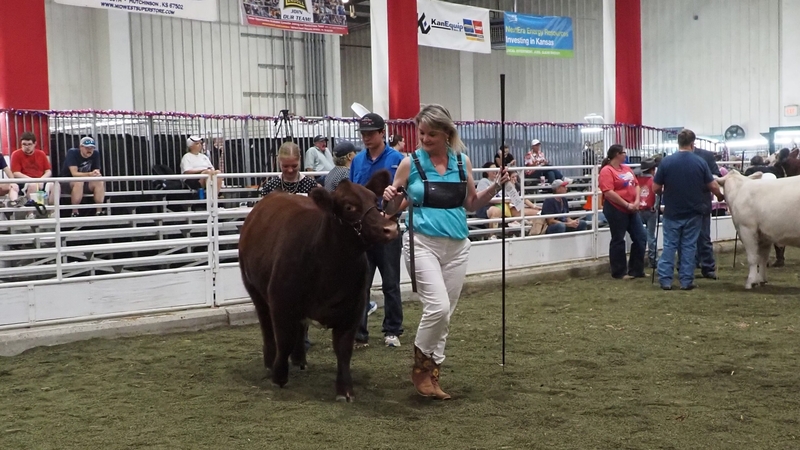 Kansas legislators compete in cattle showmanship, learn about beef industry at state fair