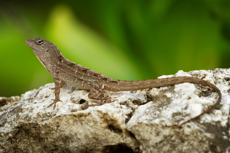 A brown anole lizard sits upright on a rock