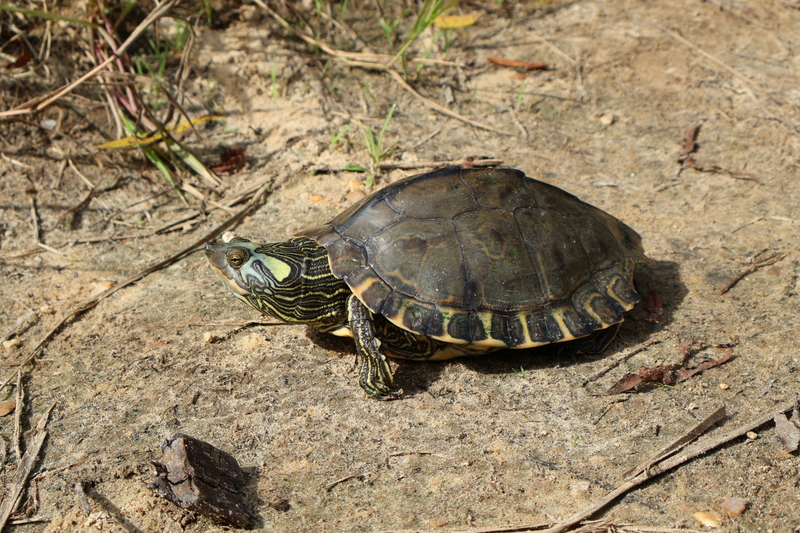 A Pearl River map turtle sits on the beach along the Bogue Chitto creek at Walker’s Bridge Water Park in southern Mississippi in September 2024.