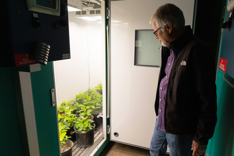 Brian Diers examines potted soybean plants