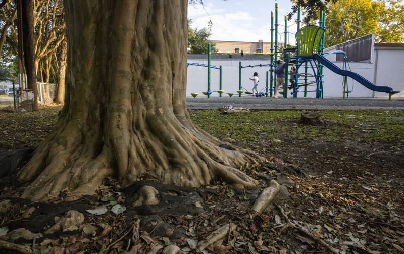 The roots of an oak tree are in the foreground as children play at a playground
