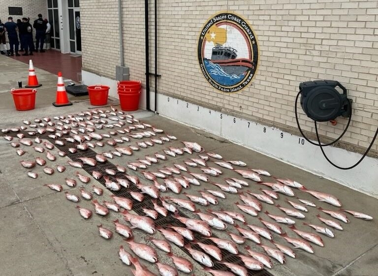 Red snapper fish laid out in a grid pattern on the concrete ground in Texas.
