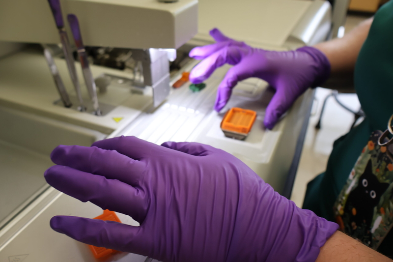 Lab technician Haleigh Glascock handles samples to be tested for chronic wasting disease, an illness fatal to deer, elk and other cervids. (Elise Plunk/Louisiana Illuminator)