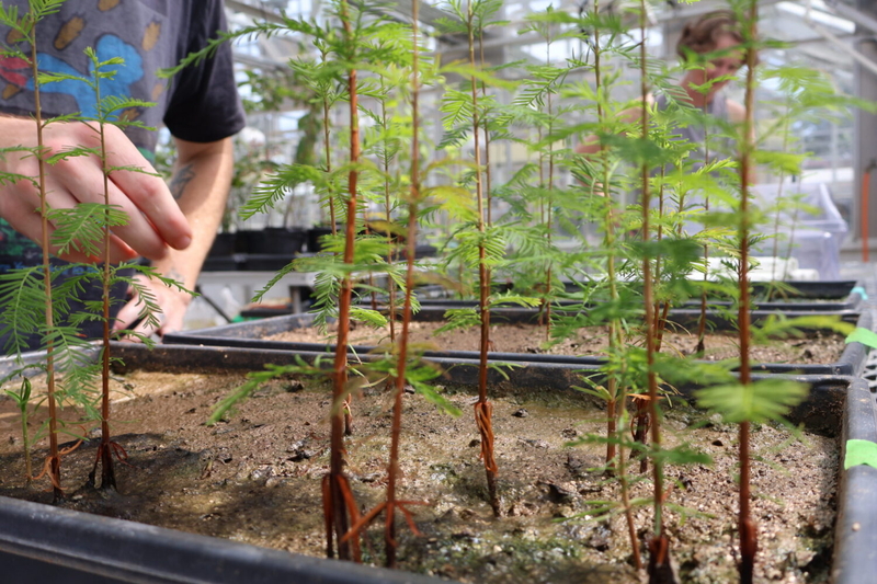 Young cypress trees grow in a Tulane greenhouse.