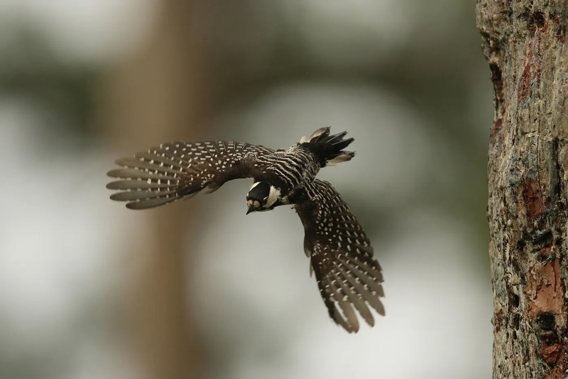Red-cockaded woodpecker in flight