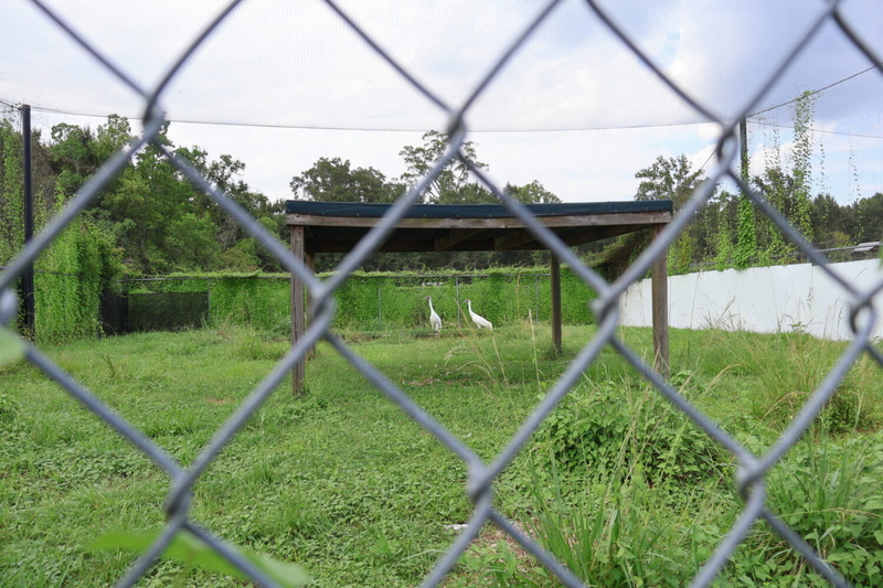 A pair of whooping cranes in their enclosure