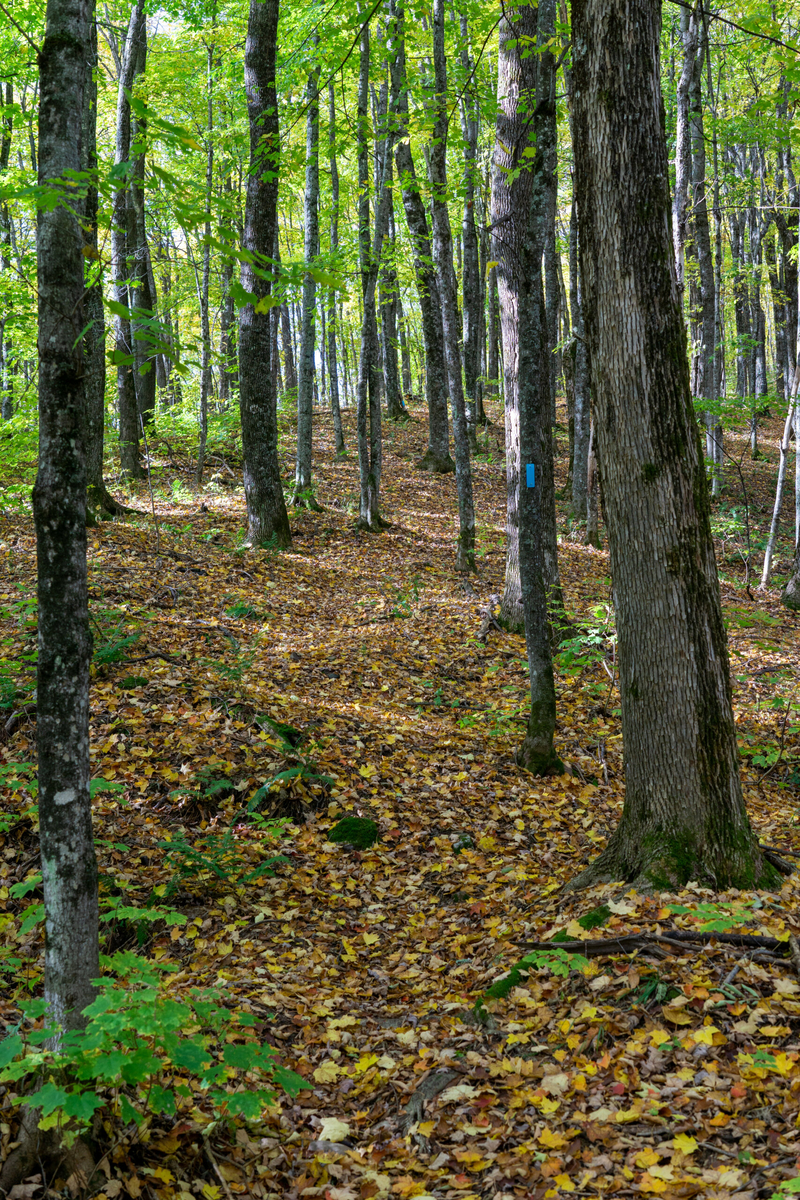Environmental advocates slam Forest Service for moving forward on Western U.P. logging project