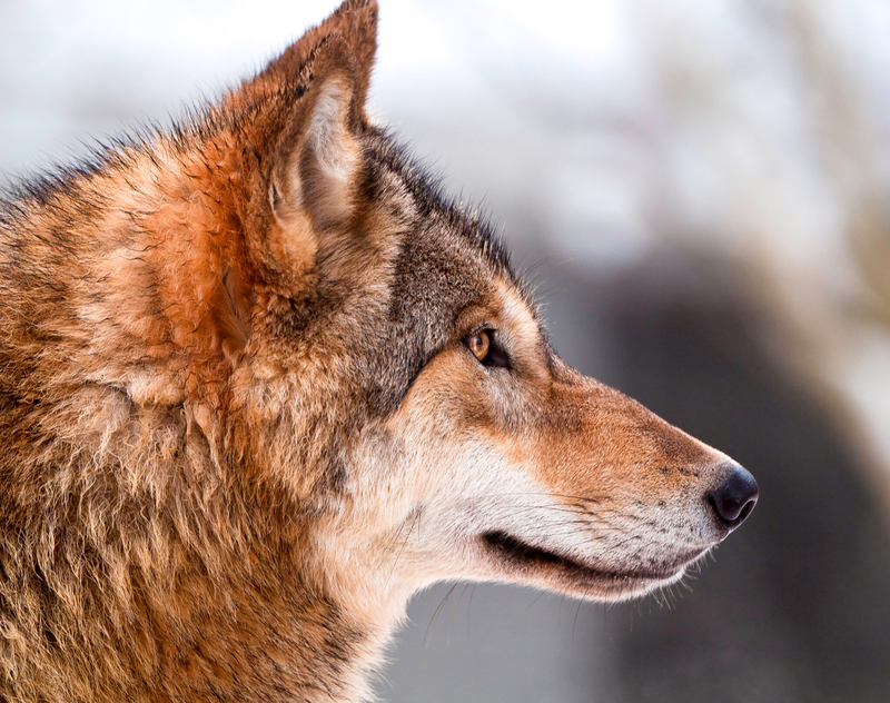Montana FWP: State has overestimated wolf population by hundreds