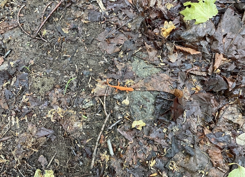 Tunnel crossings eyed as a fix for deadly reptile, amphibian roadkill hotspots